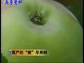 苹果柱状栽培 (471播放)