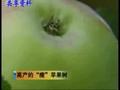 苹果柱状栽培 (481播放)