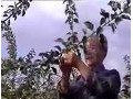 苹果栽培 (356播放)
