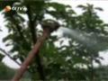 花卉园艺工教程 植物保护技术 (370播放)