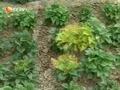 花卉园艺工教程 环境因素 (388播放)
