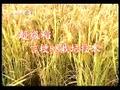 超级稻吉梗88栽培技术 (2009播放)