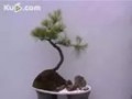 宏观苑-盆景艺术 4 (213播放)