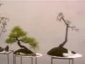 插花艺术基本技巧 下 (281播放)