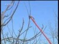 核桃双舌接技术 (674播放)