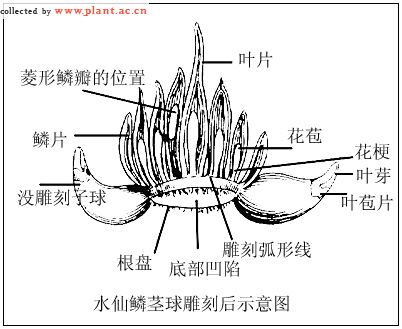 水仙鳞茎球雕刻程序图0910园林专业同学必读