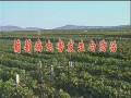 葡萄病虫害发生与防治(上） (356播放)