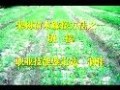 果树苗木切接视频 (1031播放)