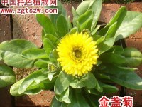 金盏菊(彩图)