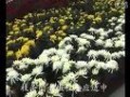 菊花的扦插繁殖与栽培 (1374播放)