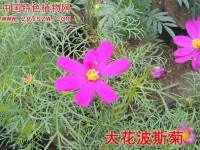 大花波斯菊(彩图)