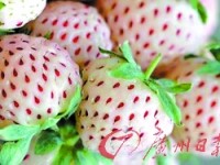 新奇水果“菠萝莓”（彩图）