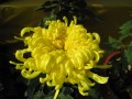 菊花实用栽培技术1 (187播放)