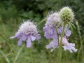 紫盆花 | 轮锋菊 | 松虫草 | 川续断科 (2)