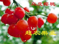 乌皮樱桃（彩图）