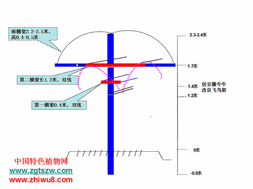 安徽牛牛