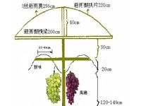 南方葡萄单十字飞鸟架构造及优点