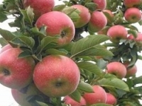 水果新品种（苹果）-华玉