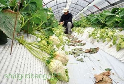 白草莓图片由特色植物网转自网络
