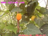 特色植物网成功引种野生红（彩照）