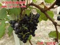 红葡萄新品种--北醇(图)