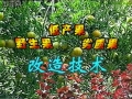 挖树神器 (809播放)