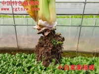 小白菜菌核病