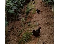“山地葡萄 + 草鸡”生态种养模式初探